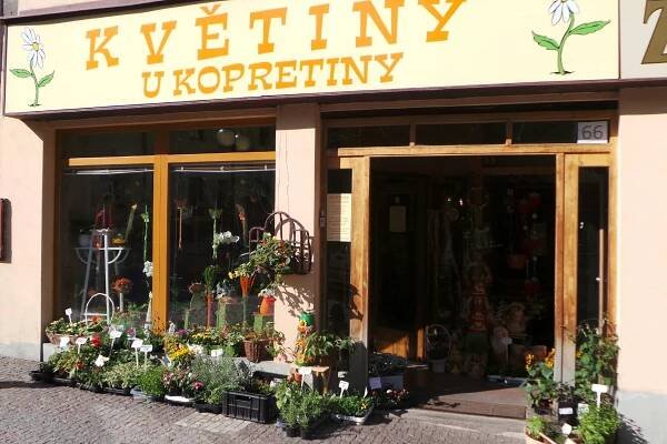 Květiny U kopretiny foto 1