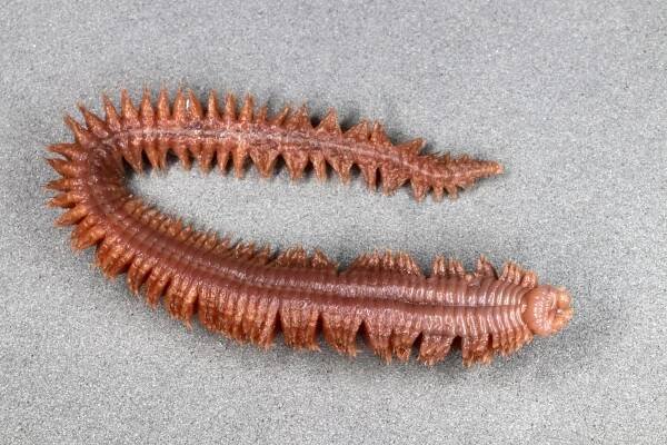 mnohoštětinatci: Polychaeta – třída bezobratlých živočichů z kmene kroužkovců