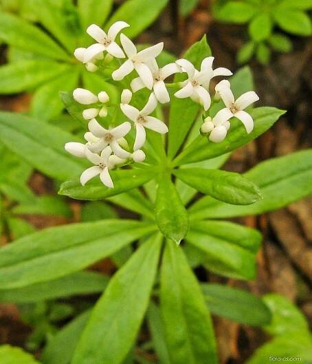 Svízel vonný (Galium odoratum), květy, květenství