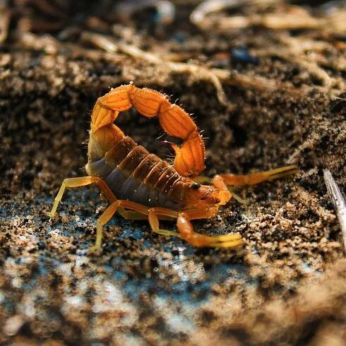 what does a scorpion symbolize