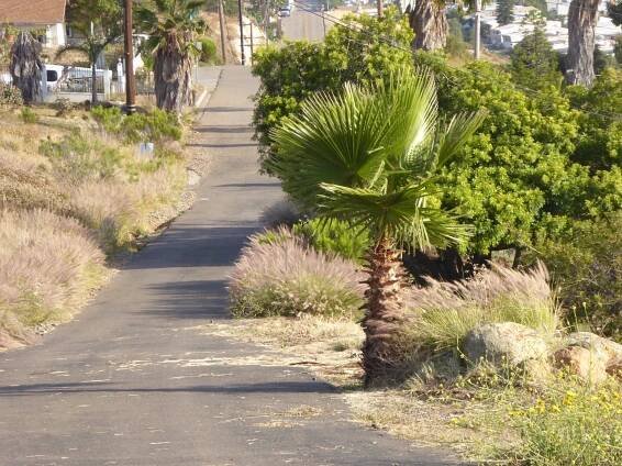5 x Semena Palm Washingtonia Robusta Palma Washington Palmy do zahrady Počet kusů semen 5 ks.