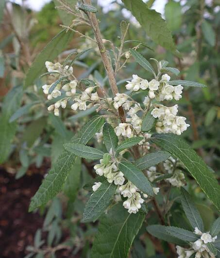 Asterotrichion discolor