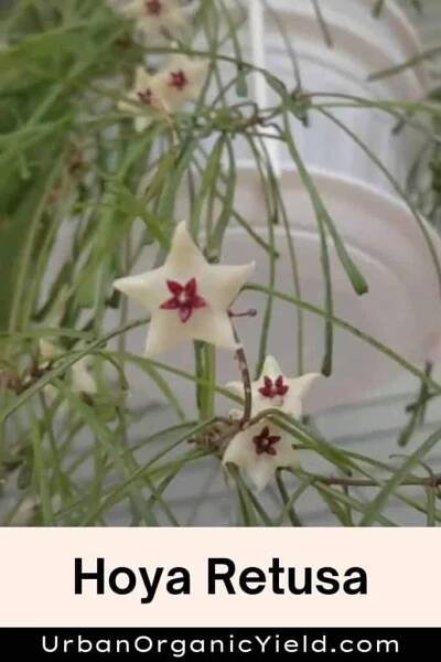 24 Hoya Plant Types for Your Home Garden | UrbanOrganicYield.com
