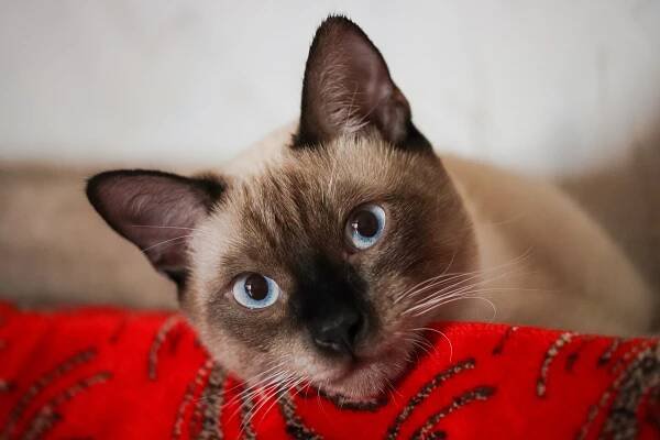10 hypoallergenic cat breeds