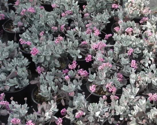 Succulents and Xeriphytes
