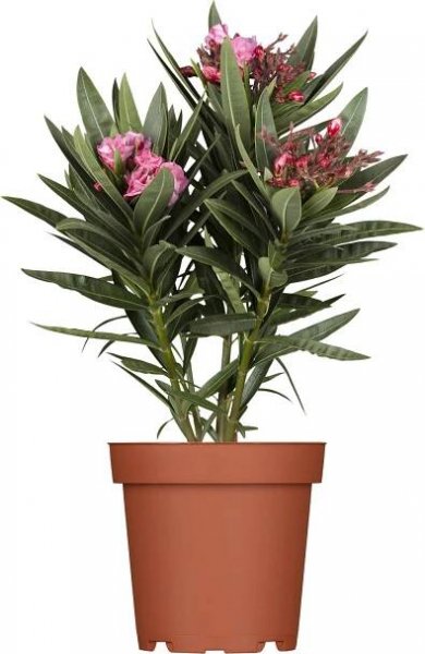 GROW by OBI Oleandru obecný (Nerium oleander) v květináči, pr. kv. ca. 20 cm