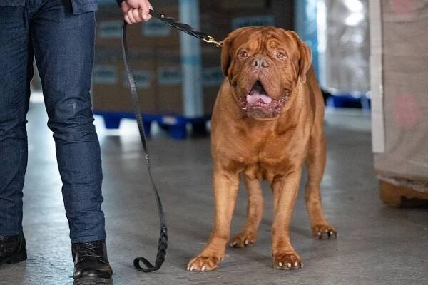 Turner a Hooch - Chlupy jsou věčné - Z filmu