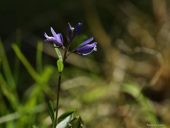 Vítod douškolistý (Polygala serpyllifolia)
