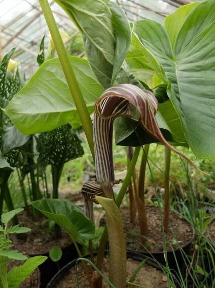 Daruji za odvoz arisaema fargesii, hlízy