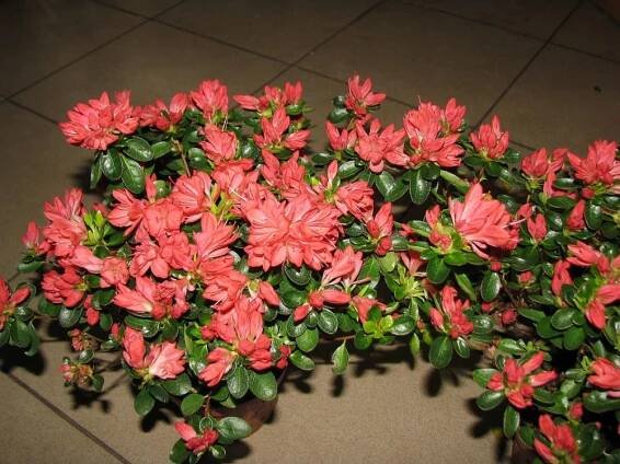 Rhododendron obtusum "rex" - azalka — Květinářství Plantica