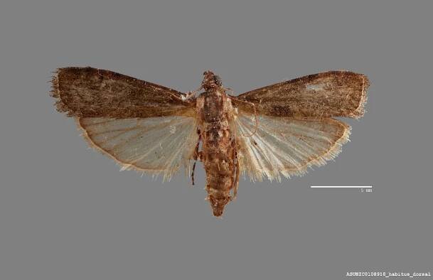 Euzophera nigricantella