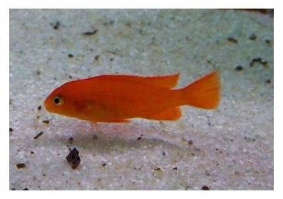Pseudotropheus saulosi coral red - Tlamovec Saulosův coral red - Chov a prodej akvarijních ryb Josef Plochý