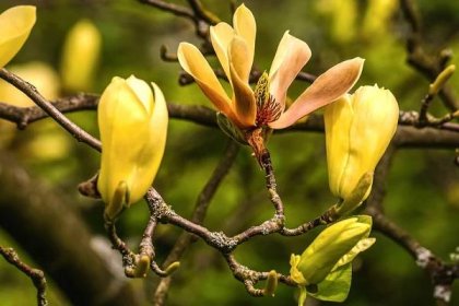 Magnolie: poznejte tuto okouzlující rostlinu | Naše zahrada