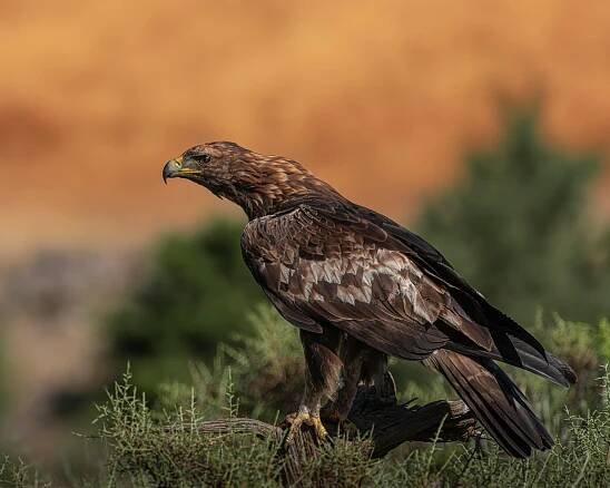 100 000+ nejlepších fotografií na téma Vznášející Se Pták · 100% bezplatné stažení · Základové fotografie Pexels