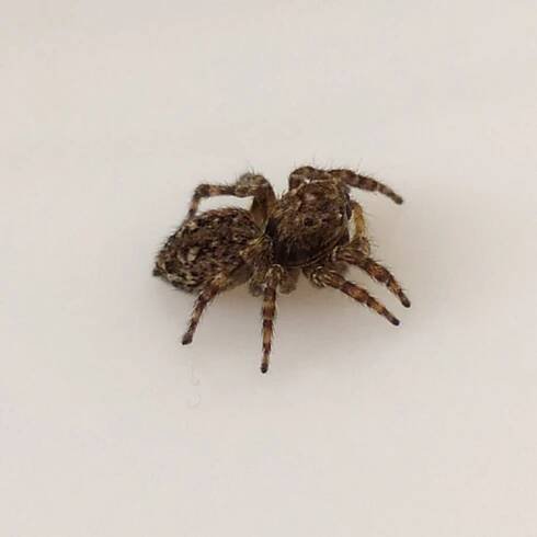 Soubor:Sitticus pubescens, lateral view.jpg – Wikipedie