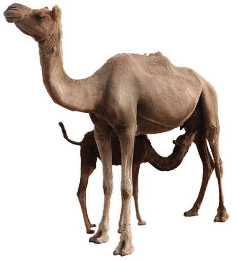 sahara-dairy-co-freeze-dry-camel-milk