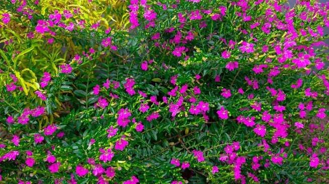 Hlazenec yzopolistý (Cuphea hyssopifolia)