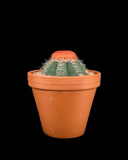 Melocactus Matanzanus