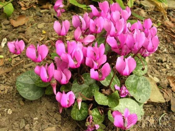 Cyclamen purpurascens - brambořík nachový | Lukáš Hrdinka | Autoři | iBotky.cz