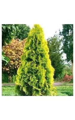 Thuja occidentalis 'Smaragd' 40-60 C2L