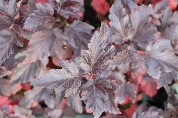 Tavola kalinolistá 'Atropurpurea'