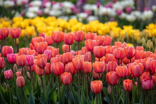 Základová fotografie na téma amsterdam, barevný, botanický, evropa, flóra, holandsko, jarní čas, jaro, keukenhof, krajina