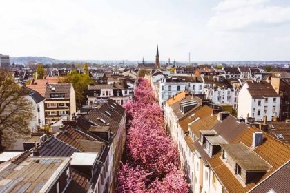Bonn – Cherry Blossom Avenue – Chasing Our World