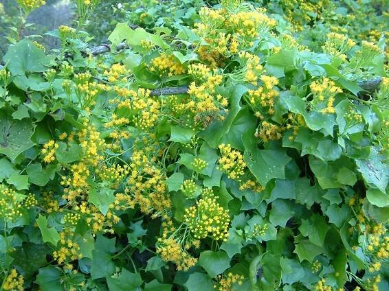 Delairea odorata_Cape-ivy_Bob Case_cropped