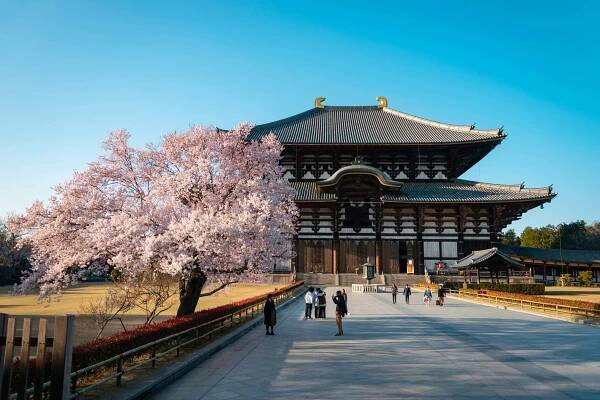 Sakura je po stáročia považovaná za symbol ženskosti a pominuteľnosti ľudského života - Asianstyle