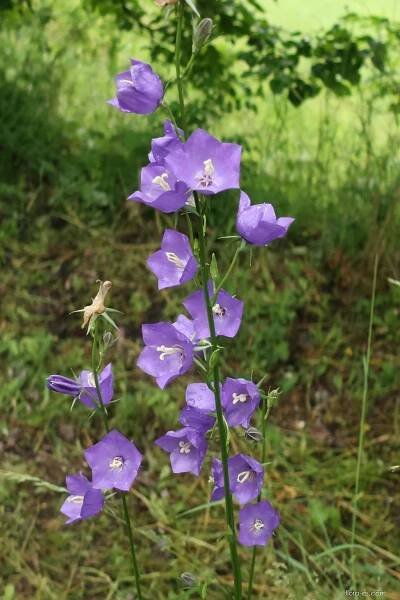 Zvonek broskvolistý (Campanula persicifolia)