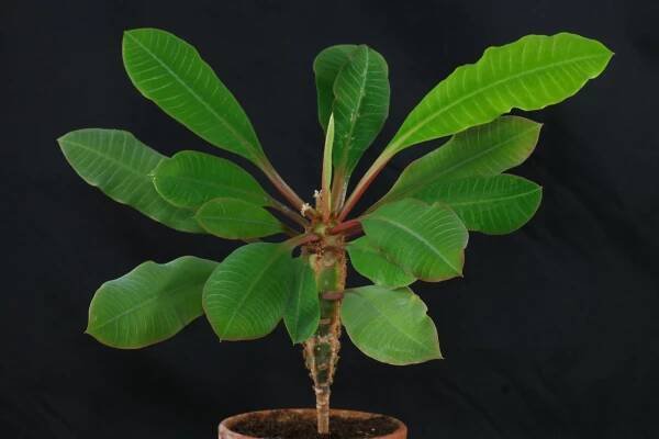 Madagascar Juwel (Euphorbia leuconeura)