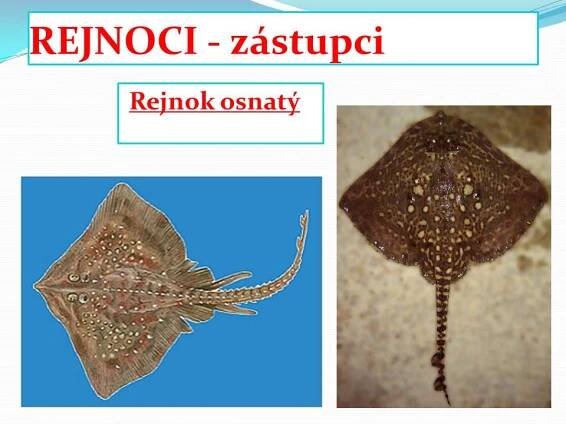 Paryby – Materiály pro žáky ZŠ