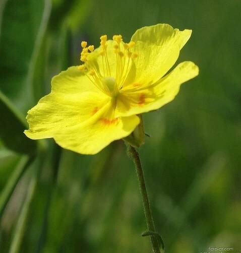 Devaterník velkokvětý tmavý (Helianthemum grandiflorum subsp obscurum)