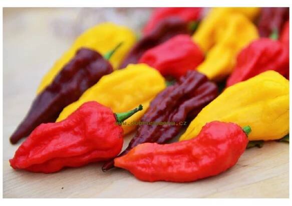 Paprika chilli - BHUT JOLOKIA MIX - 12 ks | Dobrasemena.cz