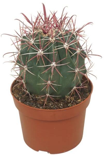 Ferocactus horridus, Ball