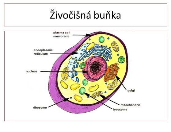 Tkáně – Materiály pro žáky ZŠ