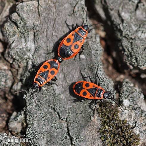 Ruměnice pospolná | Naturfoto.cz