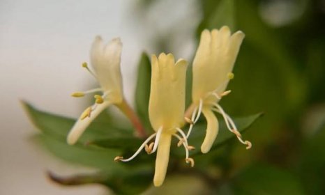 Zimolez vonný: citronově vonící květy už brzy zjara