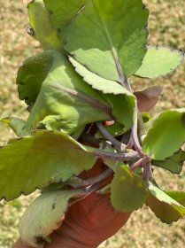 Live and Dry Leaf of Life (Bryophyllum pinnatum)