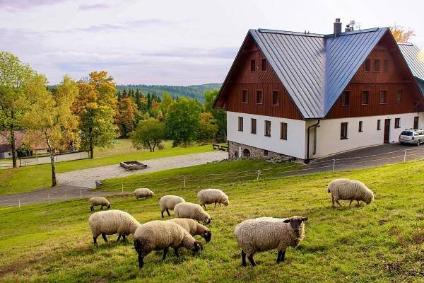 Penzion Hájenka - ovečky na stráni