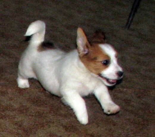 Jack Russell teriér