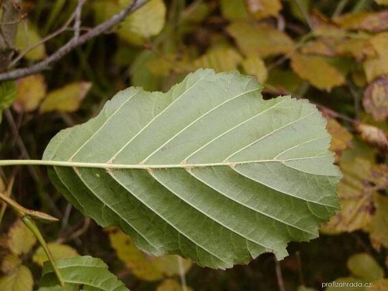 Olše lepkavá - Alnus glutinosa, listy rub