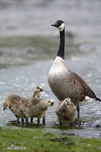 Berneška velká | Naturfoto.cz