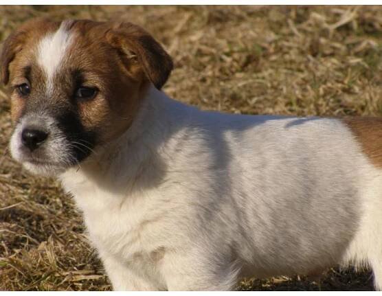 štěňátka Jack Russell Teriér s pp
