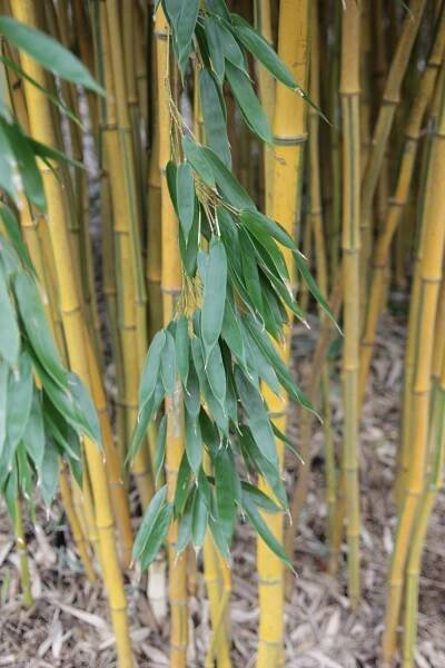 Plant of the week-Phyllostachys aureosulcata f. spectabilis – Thomas Stone MCI Hort MPGCA