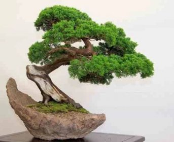 Bonsai je zvláštní umění, když pěstujete přesnou miniaturní kopii stromu