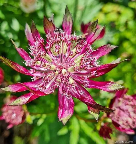 Jarmanka (Astrantia)