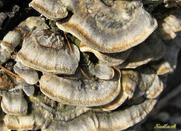 Outkovka pásovaná - Trametes ochracea - Kudluv fotoatlas hub