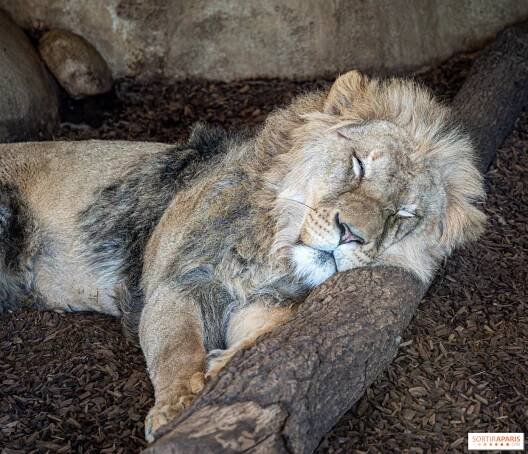 Zoo Beauval, tipy a triky pro návštěvu parku - Sortiraparis.com