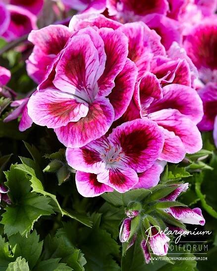 Inspiration Regal Geranium | Pelargonium Grandiflorum